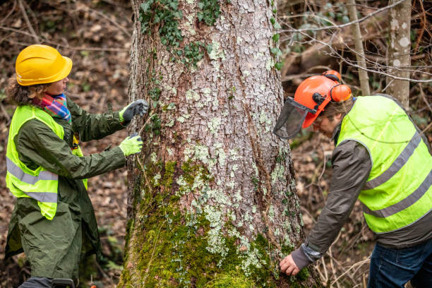 Best Storm Damage Tree Cleanup  in London, CA