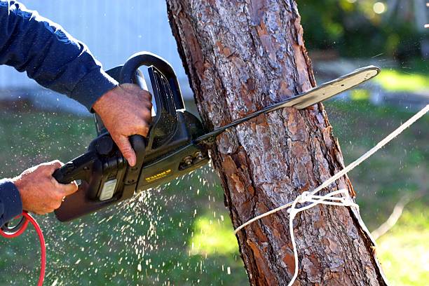 Best Tree and Shrub Care  in London, CA