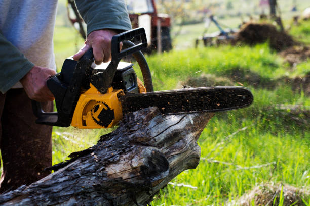 How Our Tree Care Process Works  in  London, CA